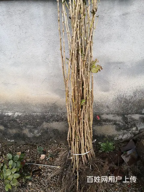 七台河大山苗木种植园 - 图片 2