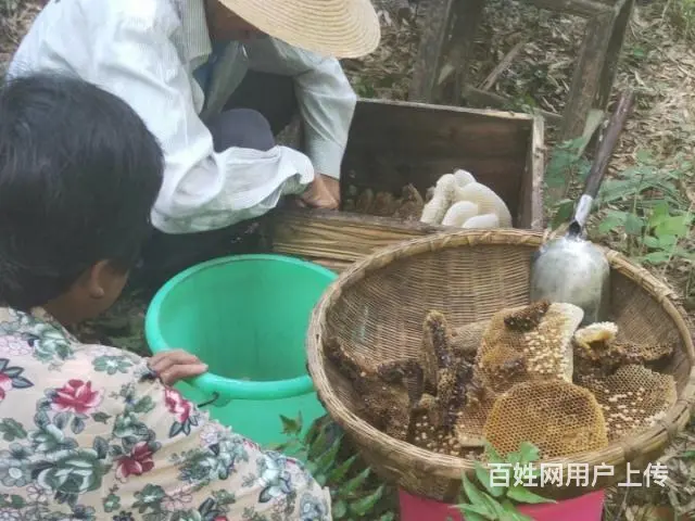 自家养的野生蜂蜜 - 图片 3