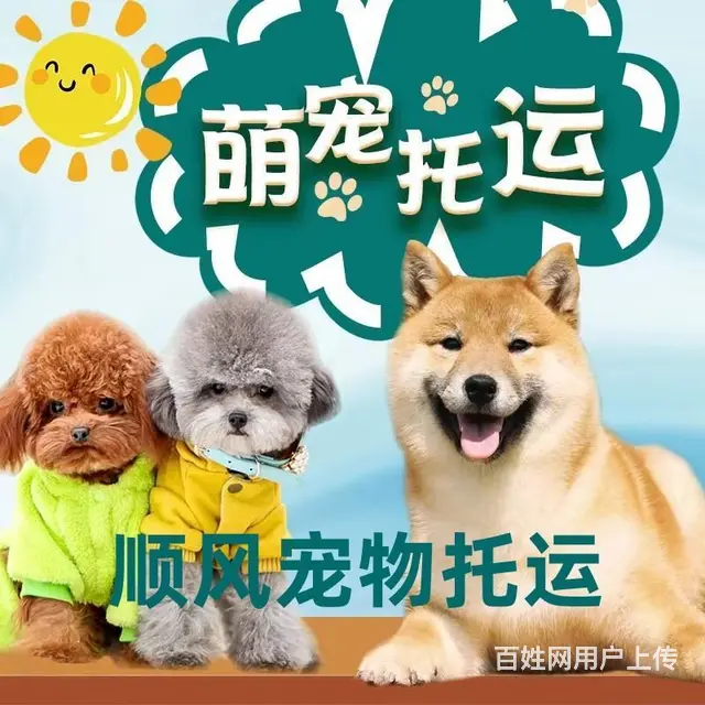 沈阳宠物托运（猫咪狗狗）（承接活体运输邮寄）代办检疫证 上门 - 图片 2
