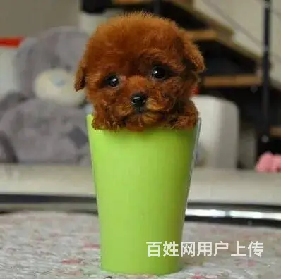 通辽泰迪多少钱一只 泰迪价格 茶杯犬泰迪 泰迪幼犬 - 图片 12
