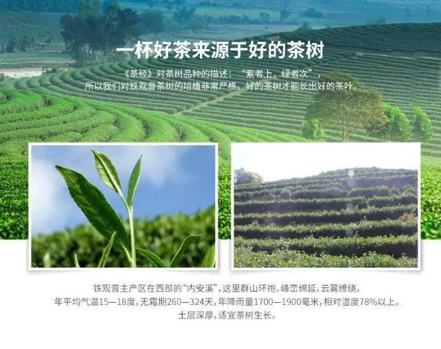 茶农自产自销正宗好茶物价廉美支持货到满意付款 - 图片 3