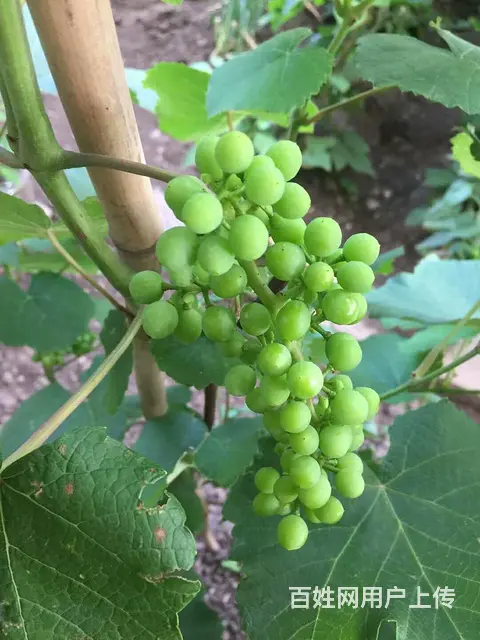 【黑土】【鹿粪】长春市专业团队 送货上门 - 图片 4