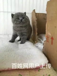 哪里有英短蓝猫卖的 蓝猫多钱一只 - 图片 8