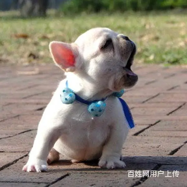 徐州（出售）法斗幼犬哪里买 狗场出售纯种法斗幼犬 - 图片 6