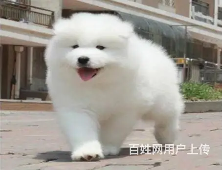 承德萨摩怎么卖 家养萨摩 保纯种健康 - 图片 10