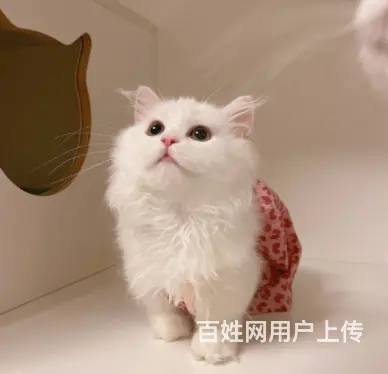 哪里有卖拿破仑的多少钱 矮脚猫长毛猫包纯种健康 - 图片 4