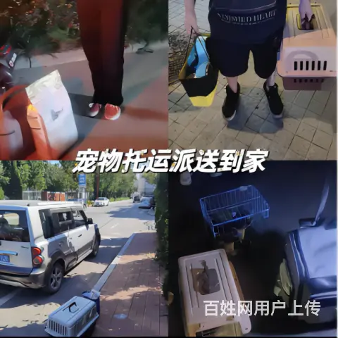 全国短长途宠物托运，专线直达主人可跟车 - 图片 3