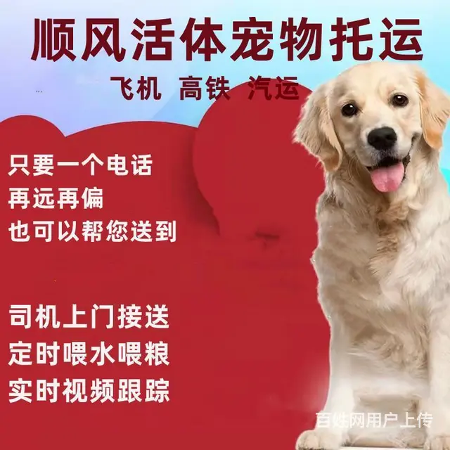 烟台莱州宠物托运（猫狗）邮寄速运空运 （2023今日 推荐运 - 图片 2