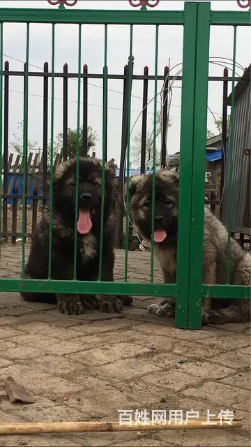 长春【十年老店】常年繁殖优质血统高加索幼犬 - 图片 5