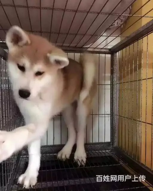 琼海【*推荐】秋田犬舍‖秋田养殖场 - 图片 2