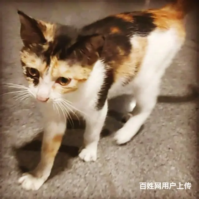 【搞定了！】中华田园三花猫 白手套 家养领养 - 图片 3
