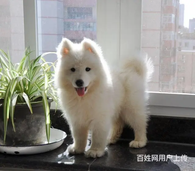 萨摩犬舍 萨摩犬业 萨摩犬 萨摩犬专业养殖基地 萨 - 图片 2