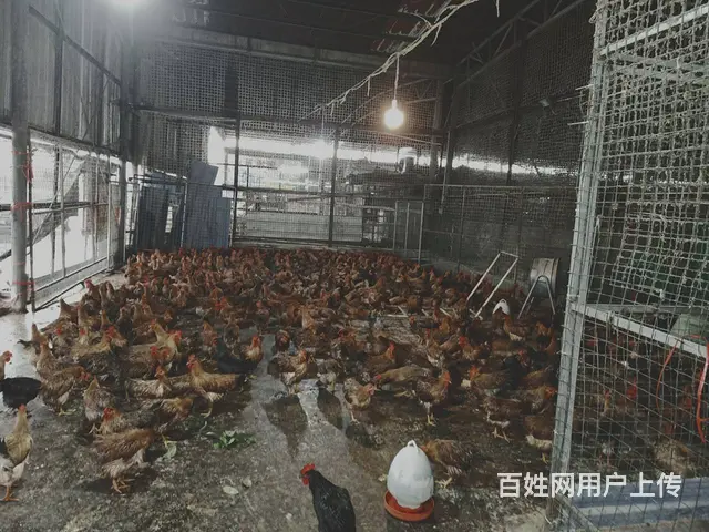 霞山石头飞凤三鸟交易市场转让 - 图片 2