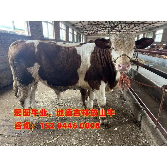 五百多斤 西门塔尔母牛苗 的价格 - 图片 2