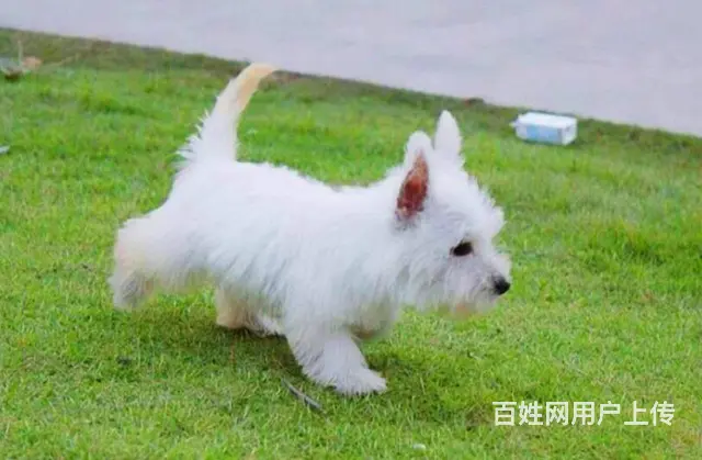纯种西高地 赛系西高地图片 特价出售西高地 - 图片 9