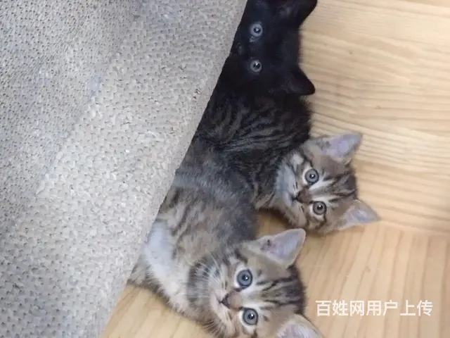 寻找个有爱心的人免费送 - 图片 1