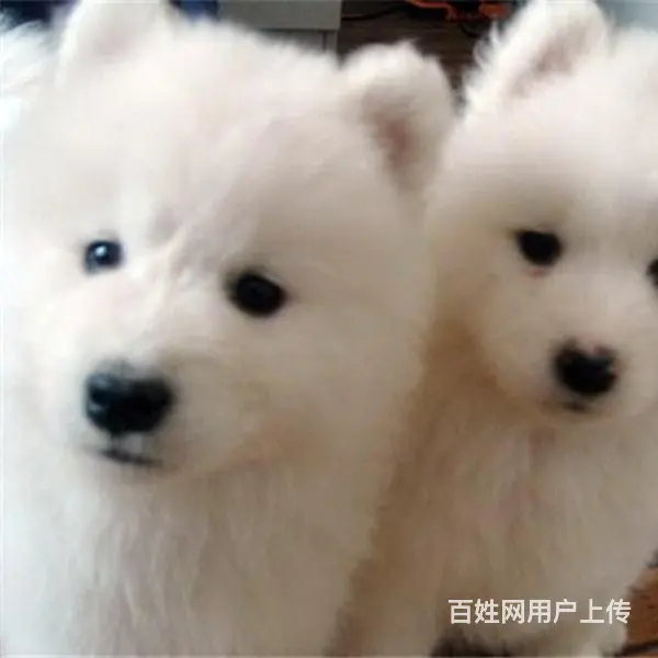 吕梁【十年老店】常年繁殖优质血统银狐幼犬 - 图片 5