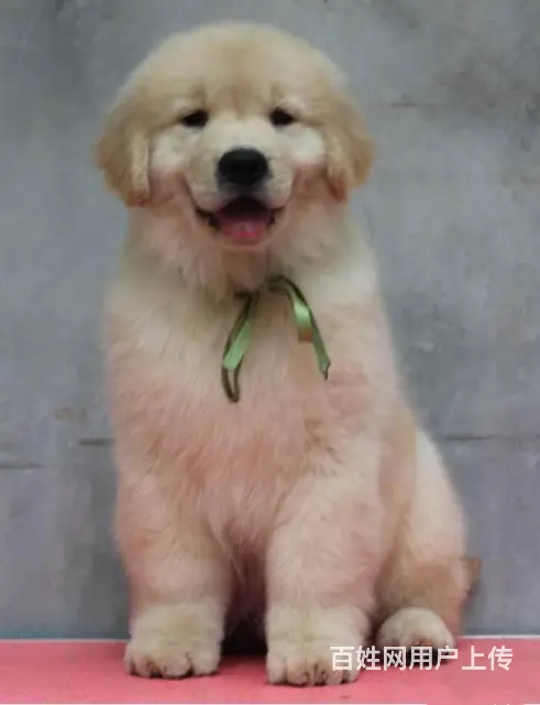 纯种金毛幼犬 宽嘴大头赛级金毛幼犬！保品质健康 - 图片 5