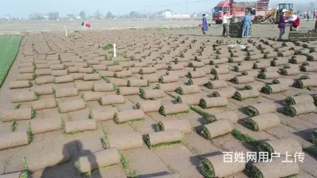 娄底草皮价格怎么样，铺设效果好吗，在哪有草皮买？ - 图片 7