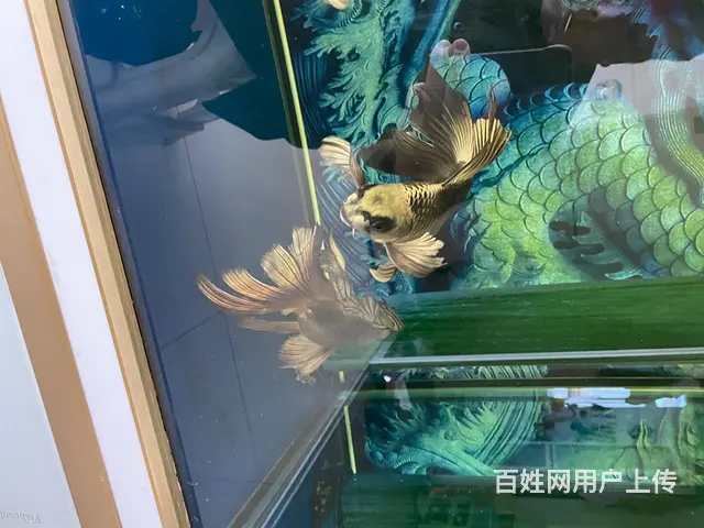 出售熊猫鱼 - 图片 2