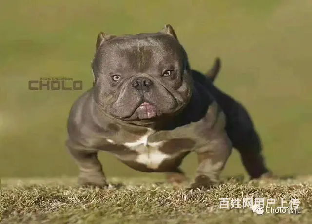 辽阳恶霸犬哪里有卖 恶霸犬舍在哪里 - 图片 9