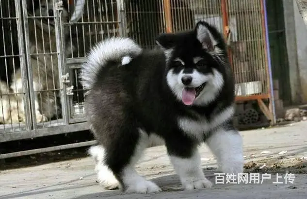 双血统巨型阿拉斯加幼犬低价质保出售 签署保证协议 - 图片 3