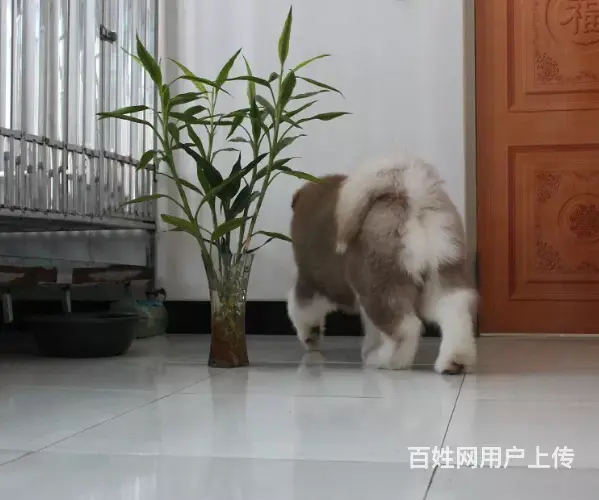 包头哪有卖阿拉斯加犬的 品相好骨骼壮毛量足 包纯种健康 - 图片 3