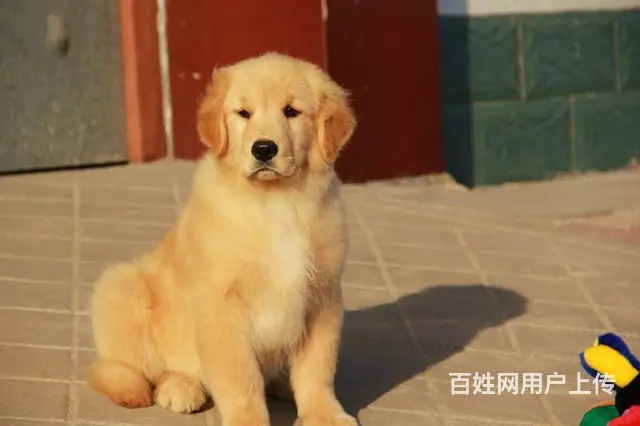 枫叶直系大头金毛幼犬 绝对是顶级货色 - 图片 3