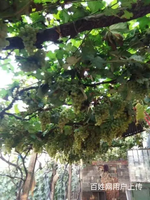 出售自家家种植了30年的葡萄树 - 图片 1
