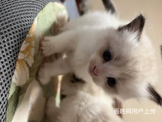 自家养的 品相好 纯种 会用猫砂盆 - 图片 10