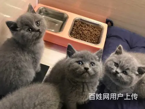 湖州哪里买蓝猫靠谱 蓝猫多少钱 蓝猫图片 - 图片 4