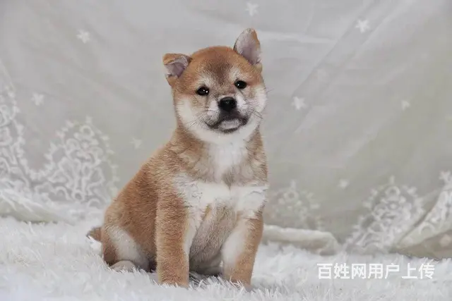 日本柴犬现货出售 进口种犬繁育 值得信赖 - 图片 6