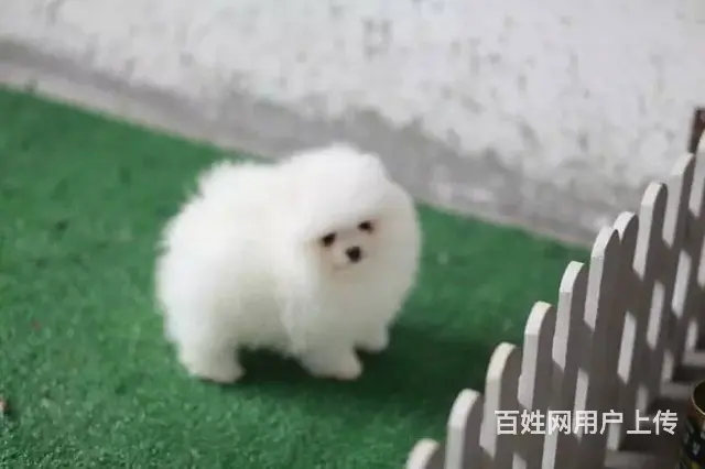 专业繁殖纯种球体哈多利博美 体型好 毛色好 - 图片 1
