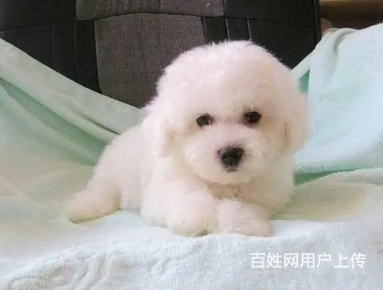 纯种比熊 白色比熊 法系比熊 出售超级可爱的小 - 图片 5