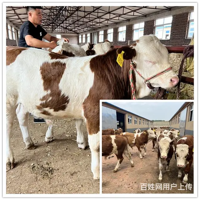 300至400斤 西门塔尔繁殖母牛 价钱 - 图片