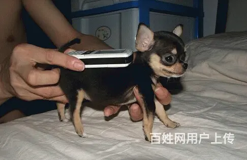 琼海吉娃娃养殖户 繁殖吉娃娃幼犬的地址 - 图片 4