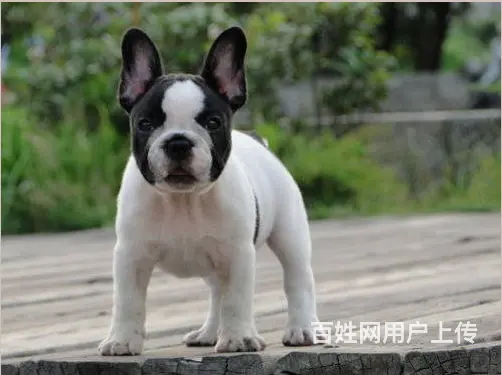 出售法牛幼犬 血统纯正 奶白色黑色蓝法牛 包健康可 - 图片 6