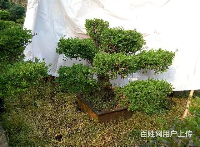 罗汉松，五针松，树桩等盆景大量销售 - 图片 5