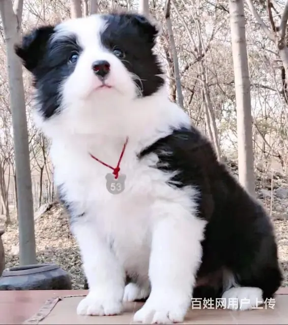 出售   高品质边牧宝宝【益帆边境犬舍】 - 图片 3