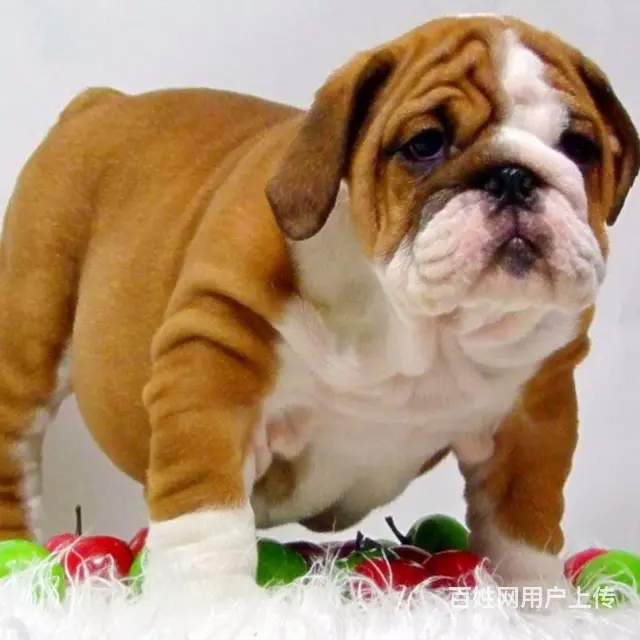 黄石哪里能买到英国斗牛犬 斗牛犬价格 - 图片 1