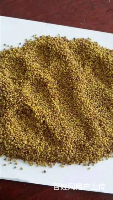 白三叶草籽秋播 - 图片 3