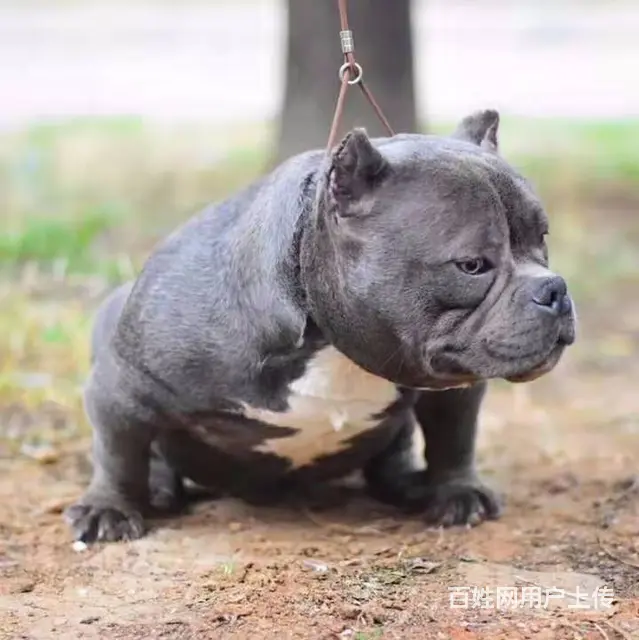 沭阳哪里有卖恶霸犬的、恶霸犬多少钱、纯种美国恶霸犬 - 图片 3