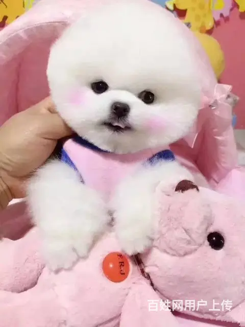纯种博美幼犬 纯种哈多利博美 纯种球体博美 保健康 - 图片 9