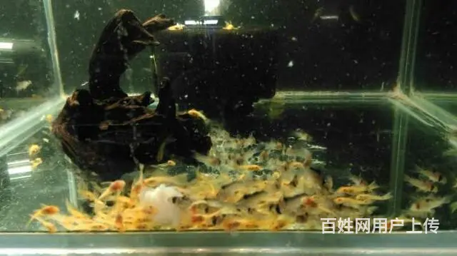 出黑金鼠大帆苗 - 图片