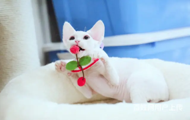 德文卷毛猫为什么贵 多少钱一只 德文的优缺点 - 图片 3