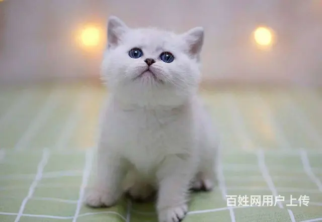 哪里有金渐层卖的 短毛猫多少钱 银渐层好养吗 - 图片 3