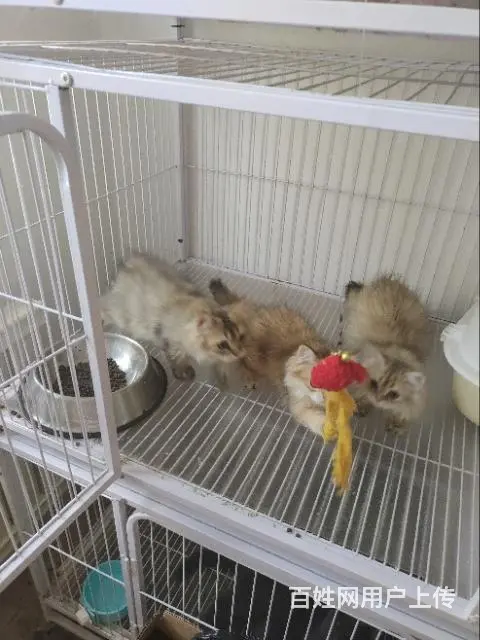 自家猫舍小奶猫 - 图片 4