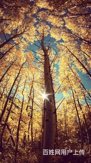 真心征婚 - 图片