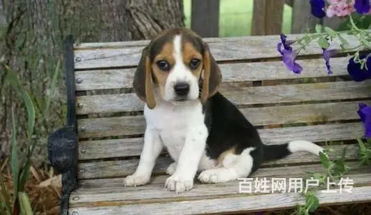 纯种健康比格犬   赛级血统    购买签订活体协 - 图片 10