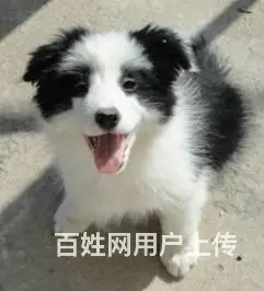 纯种赛级七白到位边境牧羊犬 签协议 - 图片 1